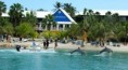/album/fotogaleria-arrieendo-de-casas-y-apartamentos-1/lionsdiveresortcuracao-dolphins-jpg/
